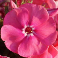 Pink Attraction - Pilt 2