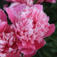 Pink Cameo - Pilt 3