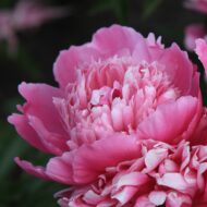 Pink Cameo - Pilt 2