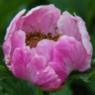 Chalice Pink