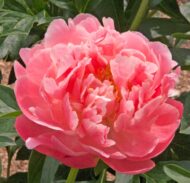 Pink Hawaiian Coral - Pilt 3