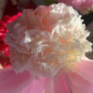 Pink Lemonade - Pilt 6