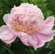 Pink Lemonade - Pilt 7