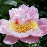 Pink Parasol Surprise