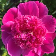 Pink Pom Pom - Pilt 2