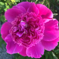 Pink Pom Pom - Pilt 3