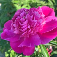 Pink Pom Pom - Pilt 4