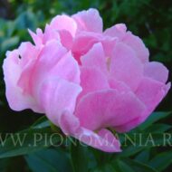 Pink Princess - Pilt 2