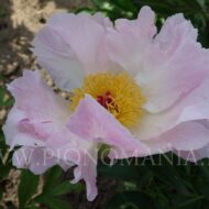 Pink Princess - Pilt 3