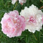 Pink Radiance