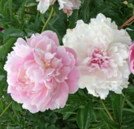 Pink Radiance