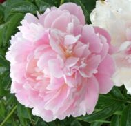Pink Radiance - Pilt 3
