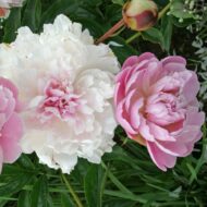 Pink Radiance - Pilt 4