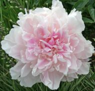 Pink Radiance - Pilt 2