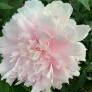 Pink Tinkerbelle - Pilt 2