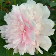 Pink Tinkerbelle - Pilt 3