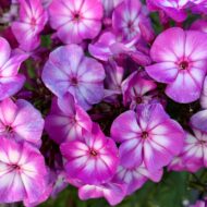 Pixie Miracle Grace - Pilt 2