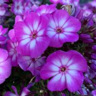 Pixie Miracle Grace - Pilt 3