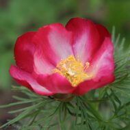 Paeonia tenuifolia f. alboroseum - Pilt 8