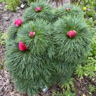 Paeonia tenuifolia f. alboroseum - Pilt 10