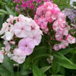Potpourri Pink