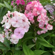 Potpourri Pink - Pilt 2