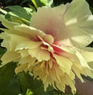 Prairie Charm - Pilt 5