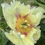 Prairie Charm - Pilt 3