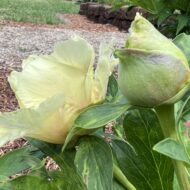 Prairie Charm - Pilt 4
