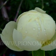 Prairie Moon - Pilt 5