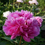 Prairie Princess