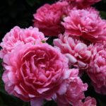 Princess Margaret