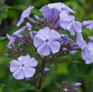 Prunella