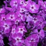 Purple Kiss