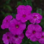 Purple Paradise