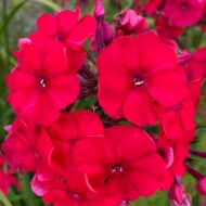 Peacock Cherry Red - Pilt 2