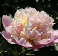 Raspberry Sundae - Pilt 2