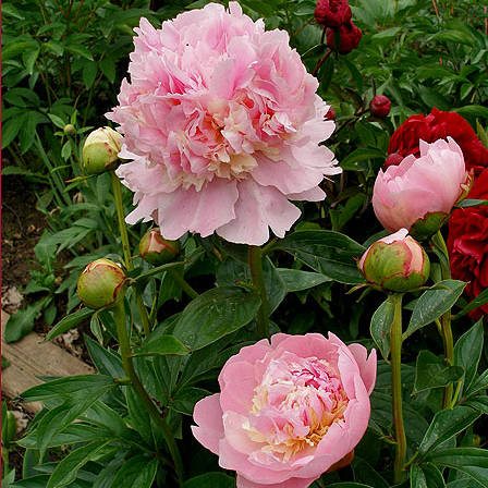 Raspberry-Sundae Raspberry Sundae - Pilt 1