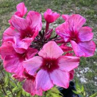 Red Caribbean - Pilt 2