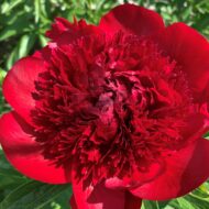 Red Charm - Pilt 2