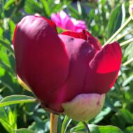 Red Comet - Pilt 2
