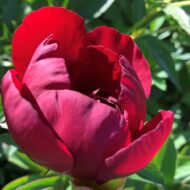 Red Comet - Pilt 3