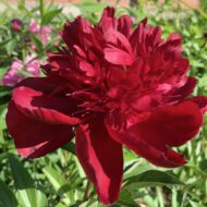 Red Comet - Pilt 4
