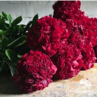 Red Grace - Pilt 5