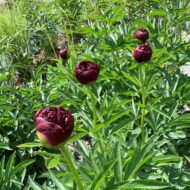 Red Grace - Pilt 2