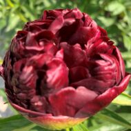 Red Grace