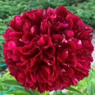 Red Grace - Pilt 3