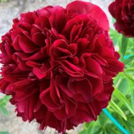 Red Grace - Pilt 4