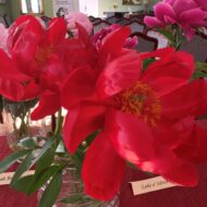 Red Red Rose - Pilt 3