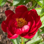 Red Red Rose - Pilt 2
